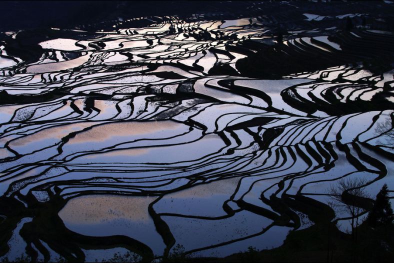 Morning in the paddy