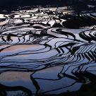 Morning in the paddy