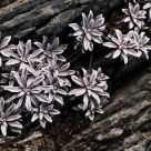 Lichen