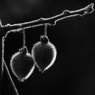 Last Kiwis