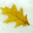 Slushed leaf