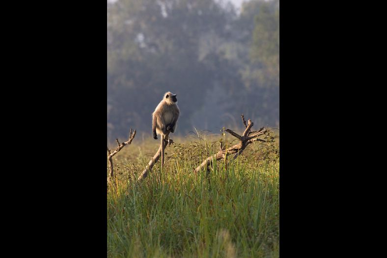 Hanuman Langur