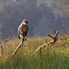 Hanuman Langur