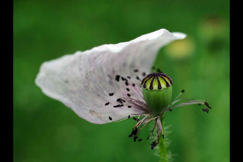 Poppy, last quarter