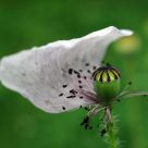 Poppy, last quarter