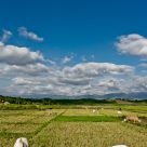 Grazing Partners