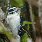 Downy woodpecker 2