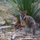 Wallaby