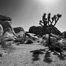 Joshua Tree