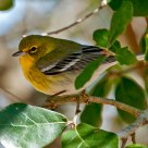 Pine Warbler
