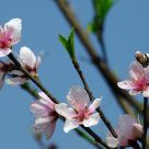 Peach Flower