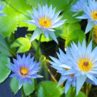 many blooms
