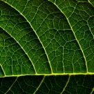 leaf