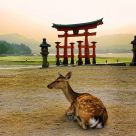 Atardecer en la isla de Miyajima con ciervos