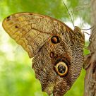 Butterfly 3