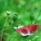 Poppy painting