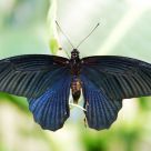 Butterfly 2