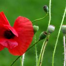 Poppy and cases