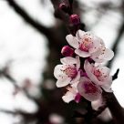 spring flowers