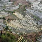 Terraces