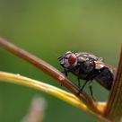 Fly