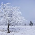 Hoar Frost on Trees #3