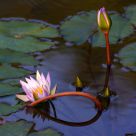 Water Lily
