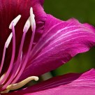 Purple Power