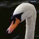 Swan