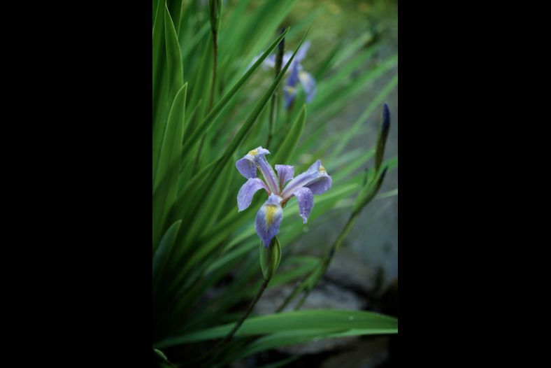 The Bloom