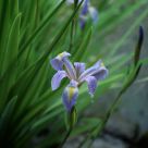 The Bloom