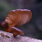 Pleurotus ostreatus