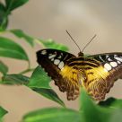 Butterfly 1