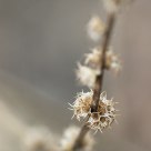 Spring Is Coming
