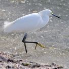 Snowy Egret