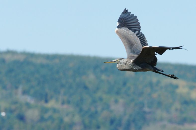 Graceful flight 2 GBH