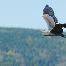 Graceful flight 2 GBH