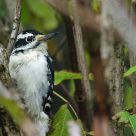 Downy woodpecker