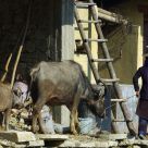 Village Life