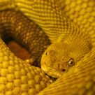 Golden Eye