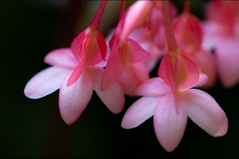 Perfectly Pink