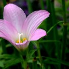 Rain Lilly
