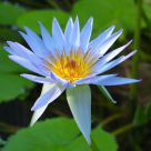 waterlily