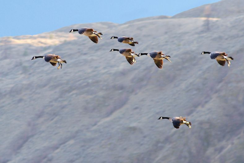 cleared for landing