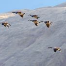 cleared for landing