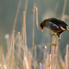 Gallinula chloropus
