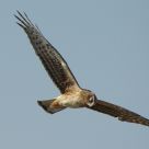 Harrier on the hunt