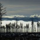 The rest of the forest
