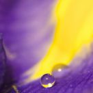 Iris Dream