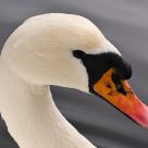 Portrait of a swan.